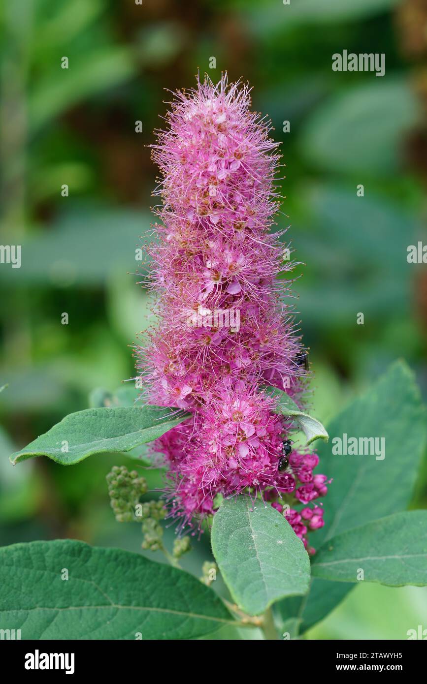 Natural closeup on a pink flowering hardhack steeplebush or Rose spirea, Spiraea douglasi in the summer Stock Photo