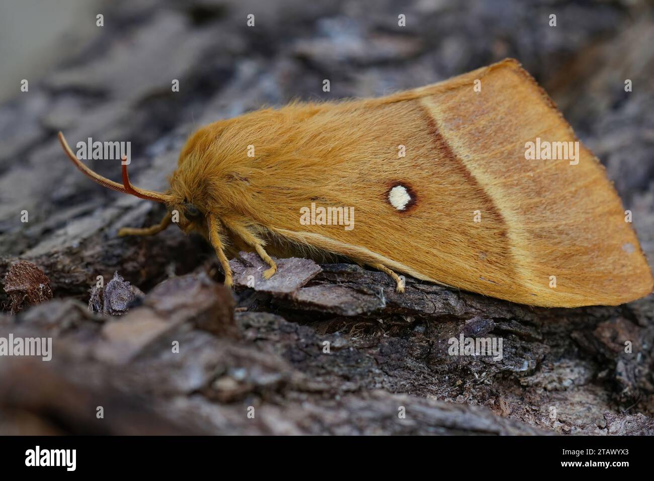 Detailed closeup on the large , brown, Oak Eggar moth, Lasiocampa quercus sitting on a piece of wood Stock Photo
