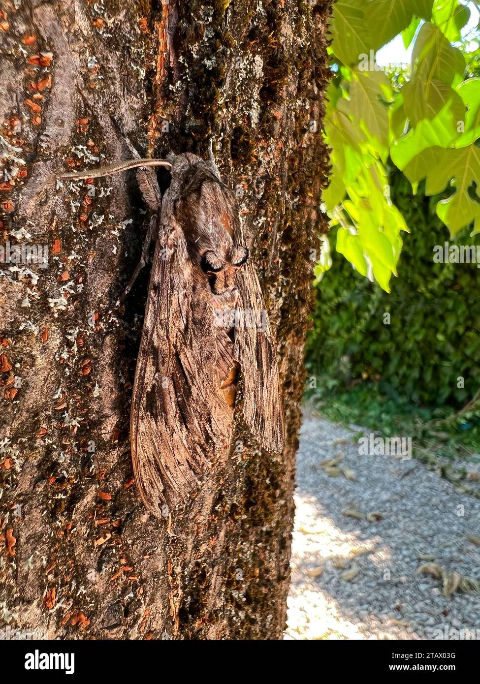Natural closeup on an impressive large grey colored Convolvulus hawk-moth, Agrius convolvuli, resting camouflaged on the trunk of a tree during the da Stock Photo