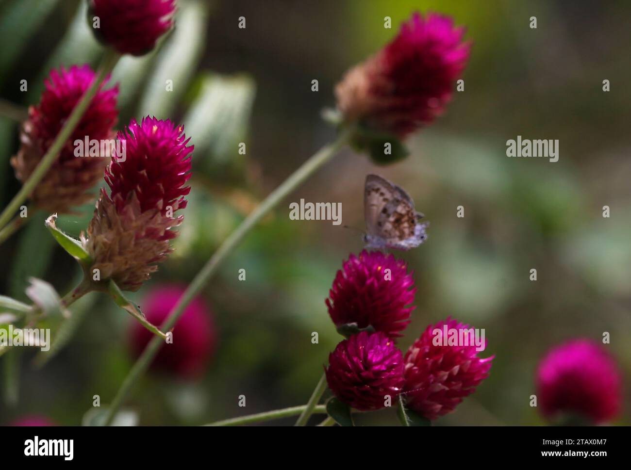 Bachelor buttons hi-res stock photography and images - Alamy
