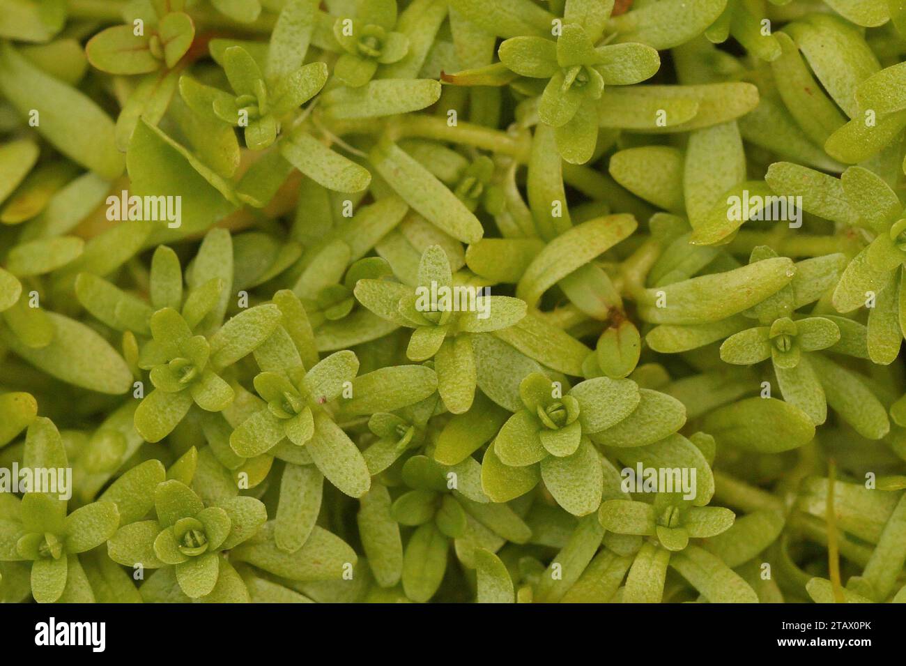 Natural detailed closeup on the Pedunculate water-starwort, Callitriche brutia Stock Photo