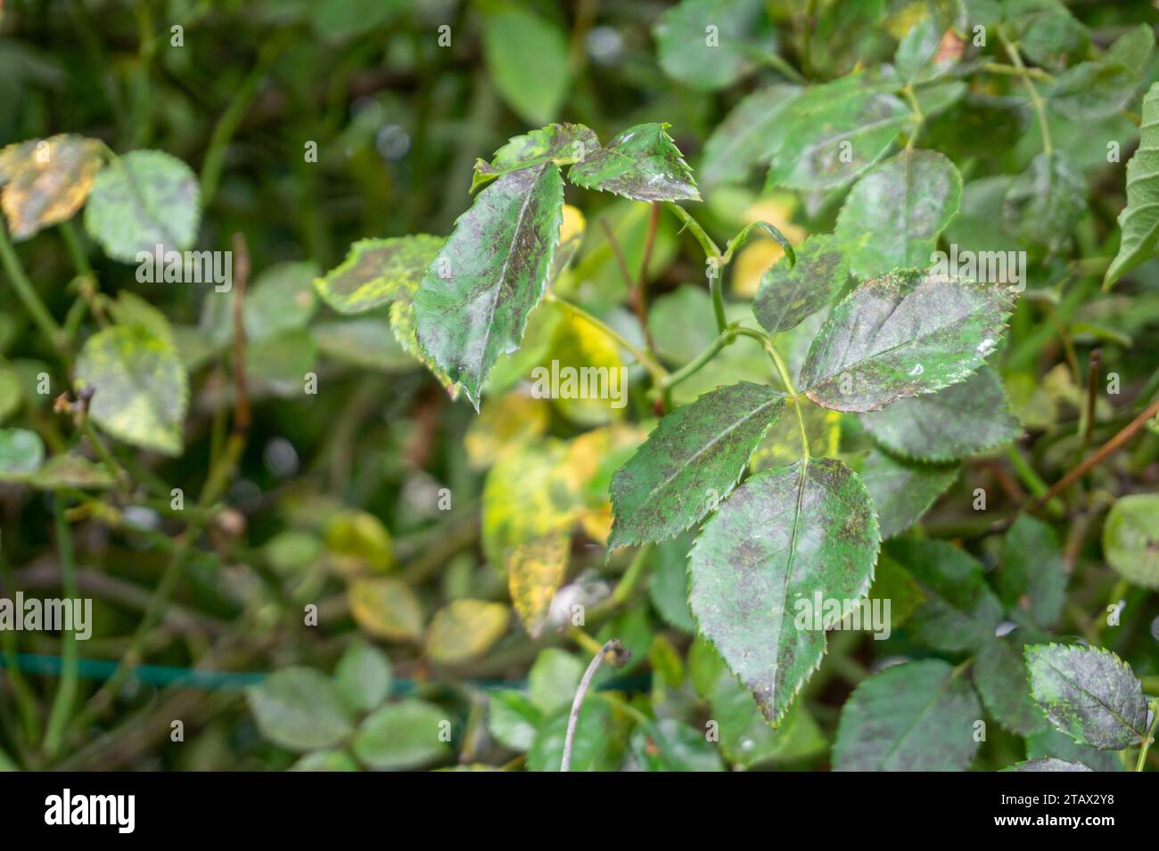 Black spots on rose leaves closeup. Fungal disease Diplocarpon rosae