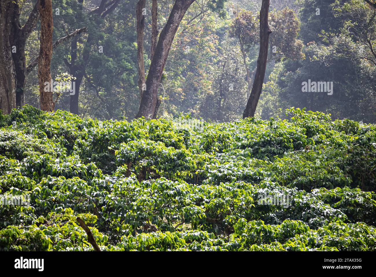 Coffee estate in a mountain range in India Stock Photo Alamy