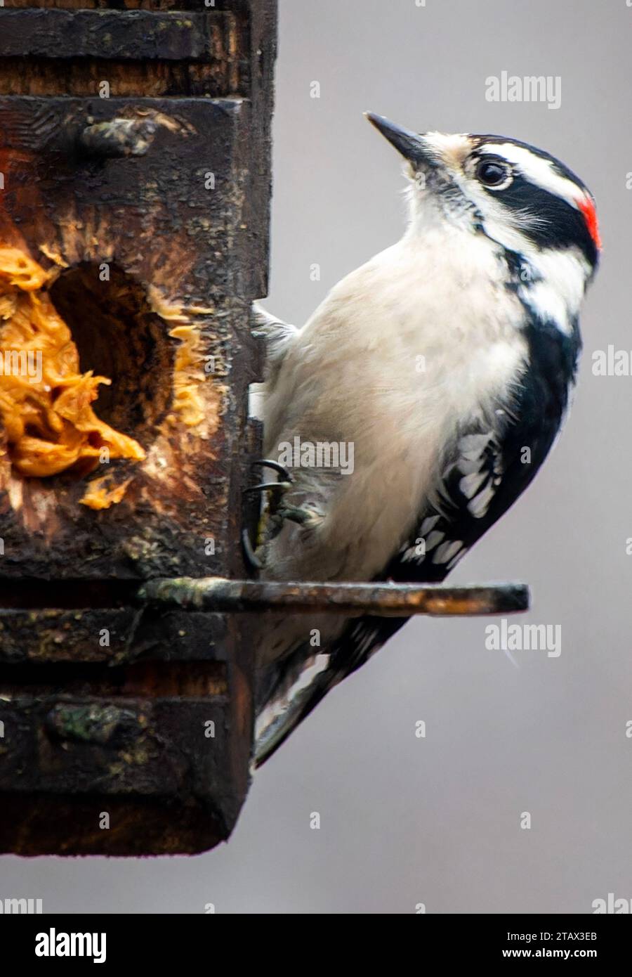A Woodpecker feeds at the Peanut Butter bird feeder Stock Photo - Alamy
