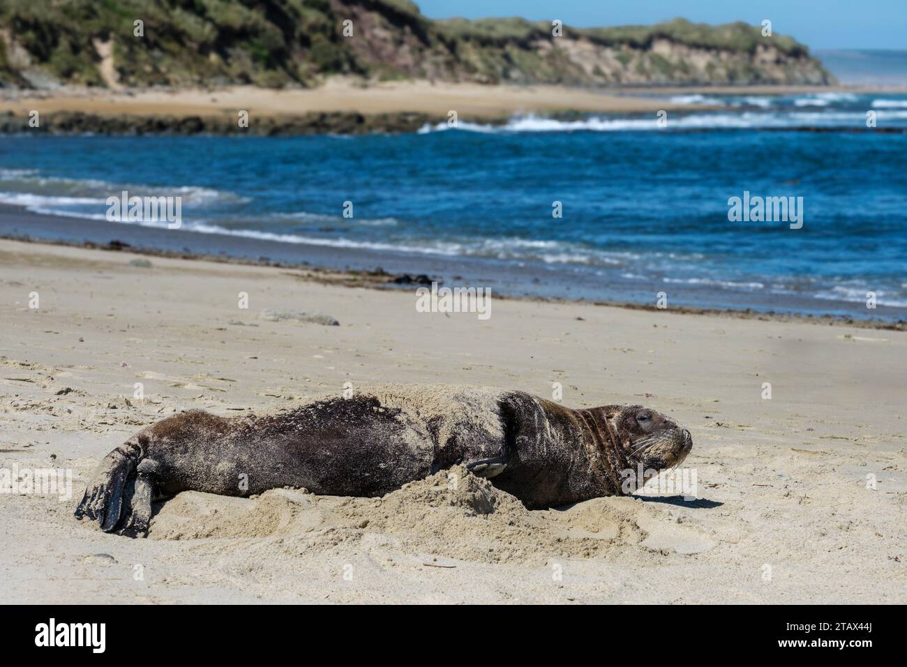 A fur seal at Waipapa Point, The Catlins, Southland, New Zealand Stock Photo