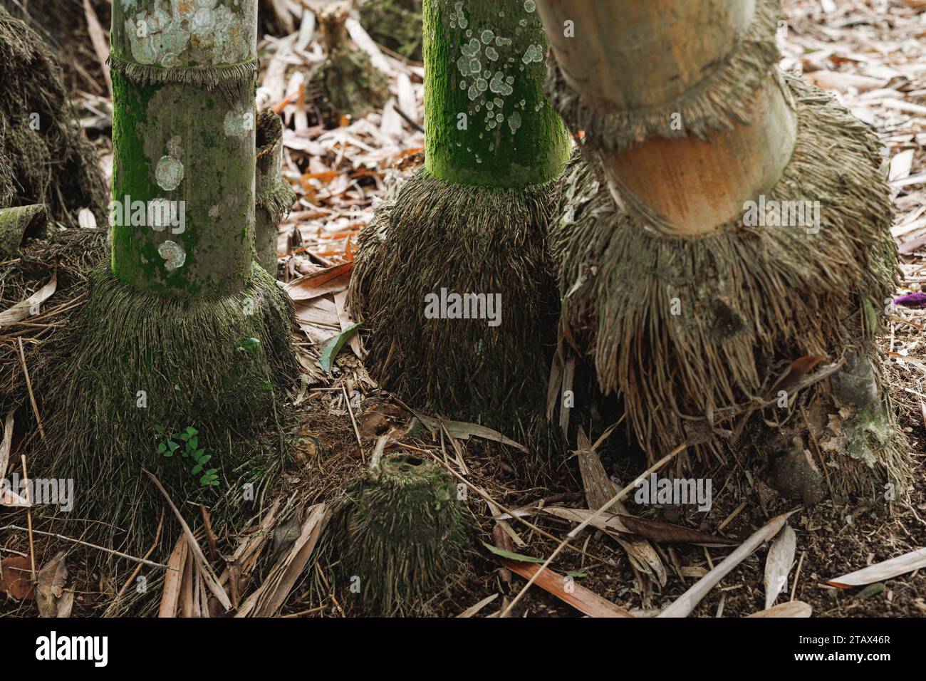 bamboo roots, many small and large roots. the base of a bamboo tree