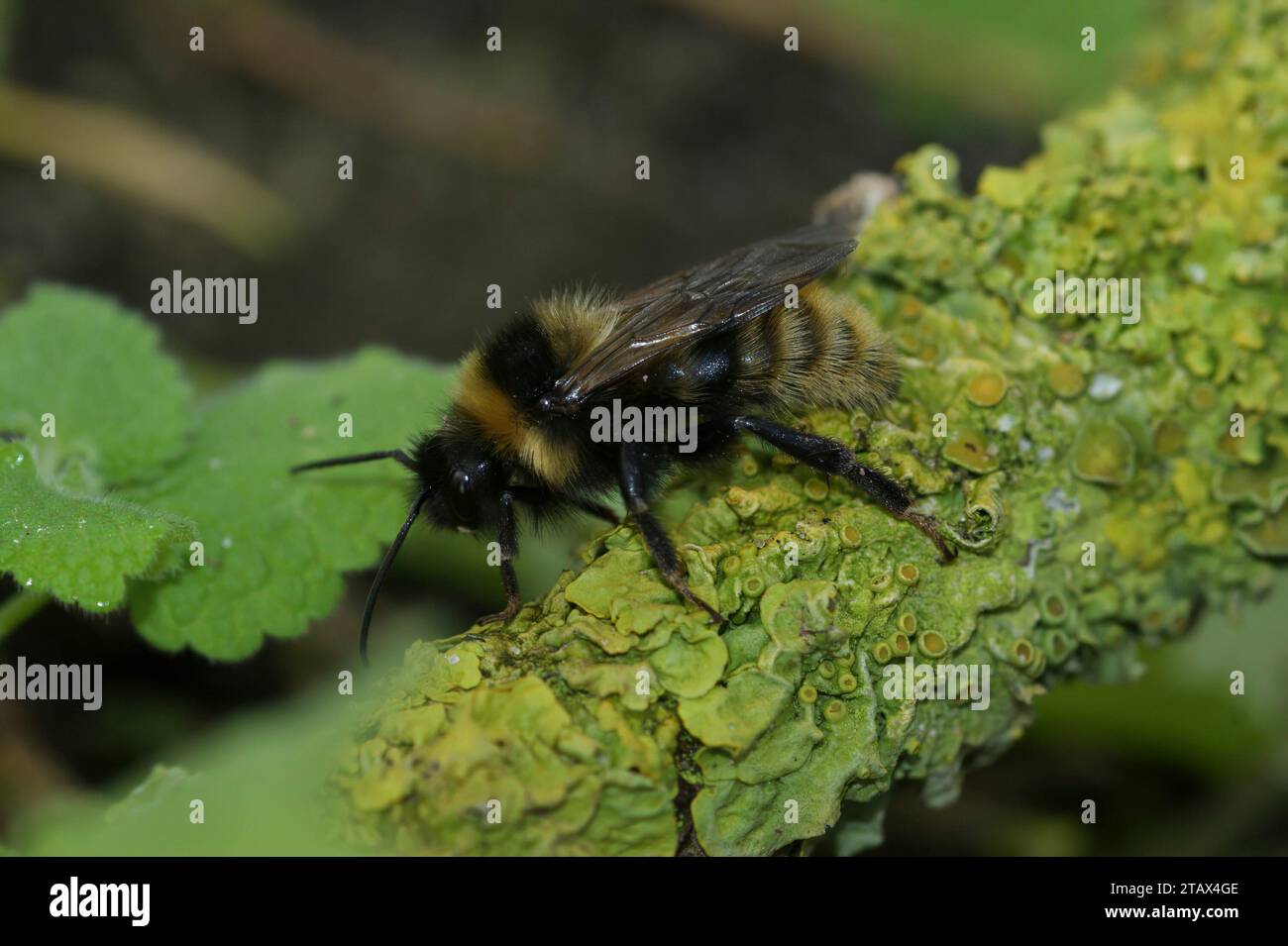 Natural closeup on a cleptoparasite Field cuckoo-bee , Bombus campestris sitting on a twig Stock Photo