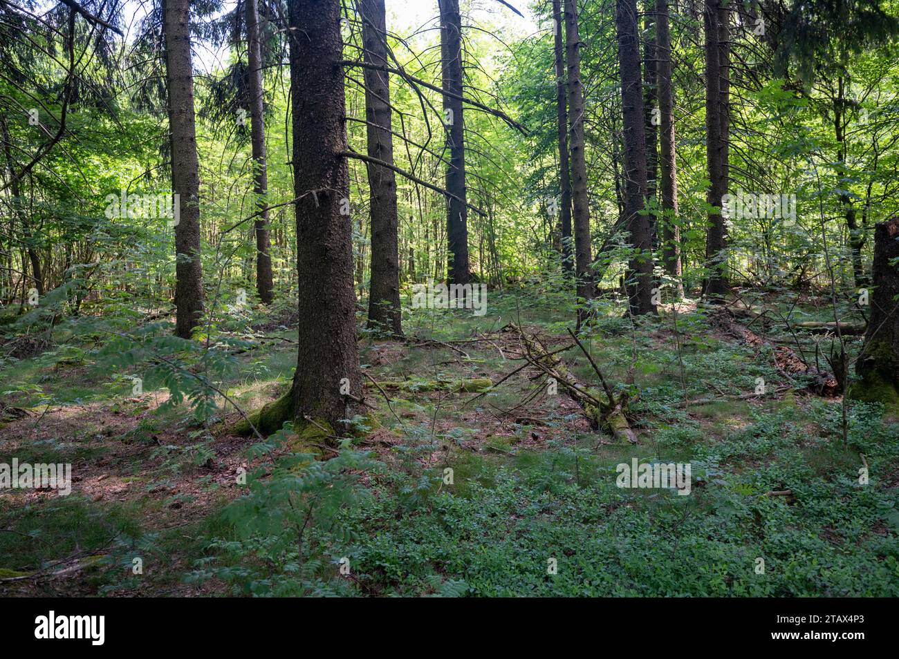 Trees in the forest overgrown with green moss Stock Photo - Alamy