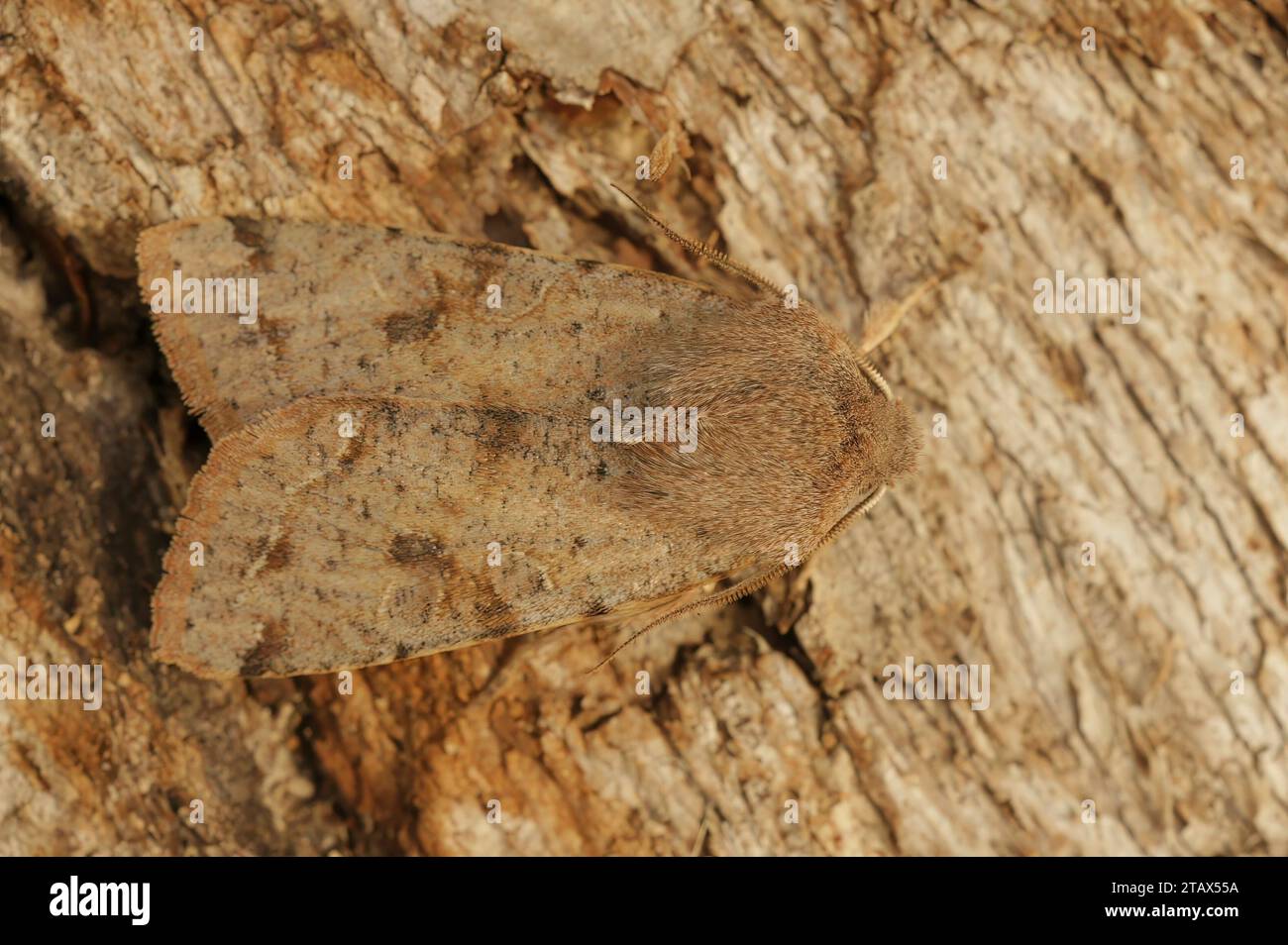 Detailed closeup on the Clouded drab owlet moth, Orthosia incerta, sitting on a piece of wood Stock Photo
