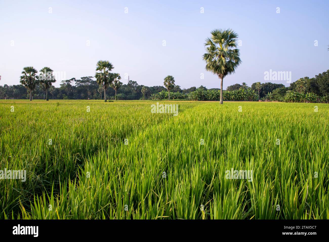 Bangladesh agriculture economy rice hi-res stock photography and images ...