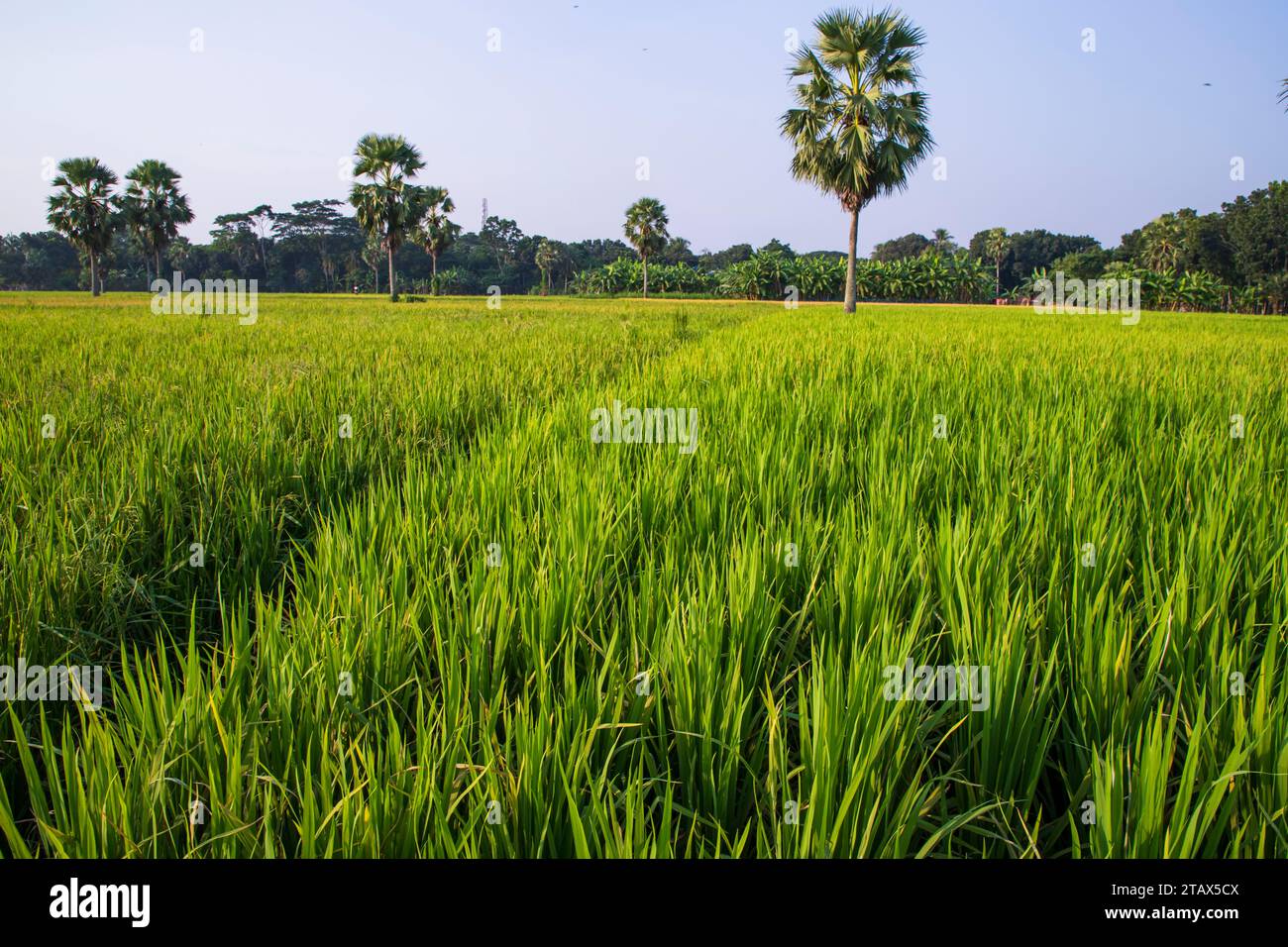 agriculture Landscape view of the grain rice field in the countryside ...