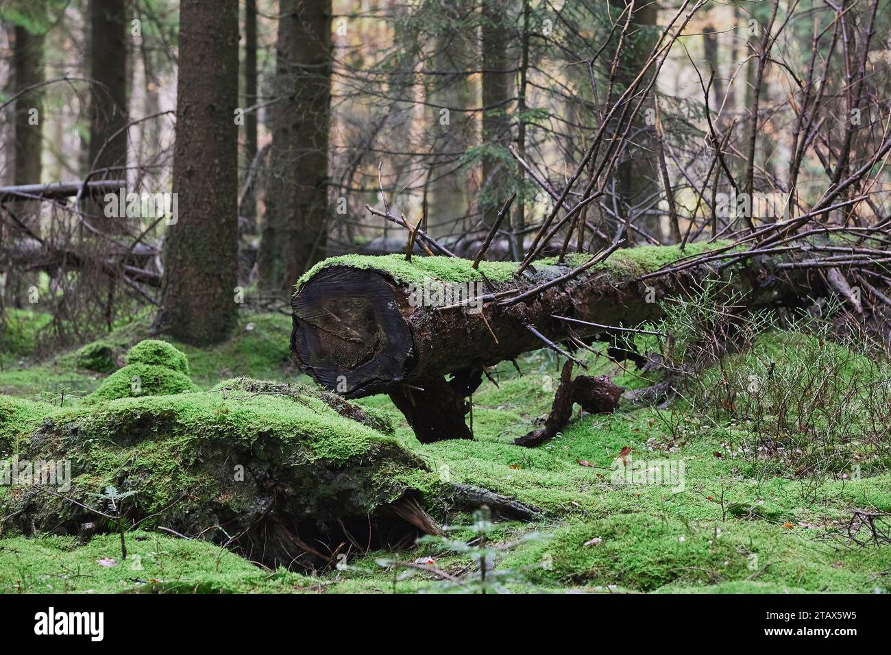 Trunk old fallen tree hi-res stock photography and images - Alamy