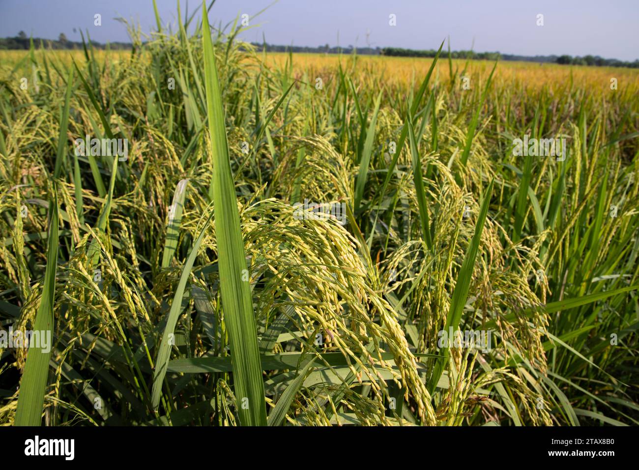 Rice spike hi-res stock photography and images - Alamy