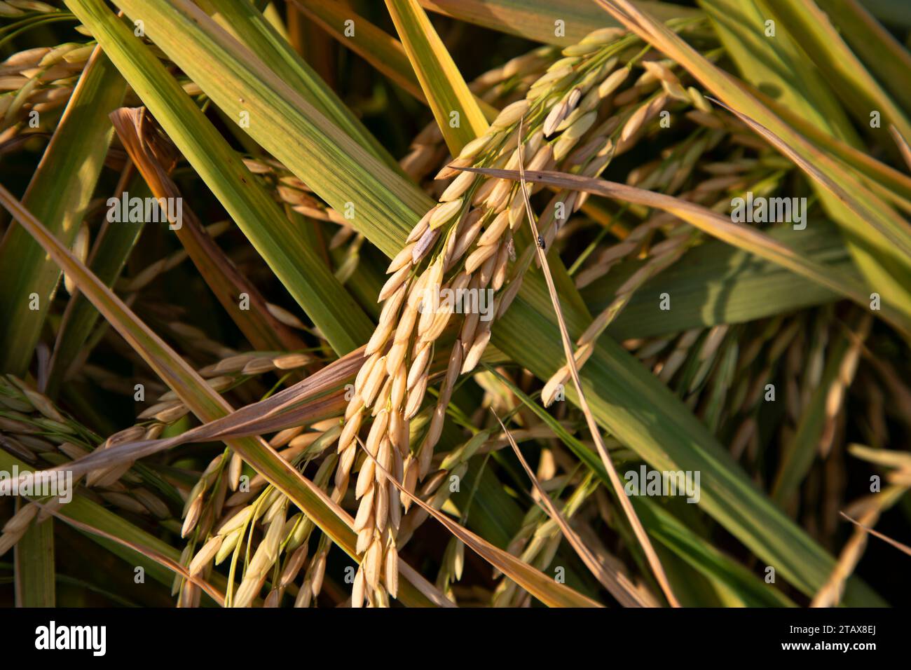 Grain rice spike agriculture field landscape view Stock Photo - Alamy