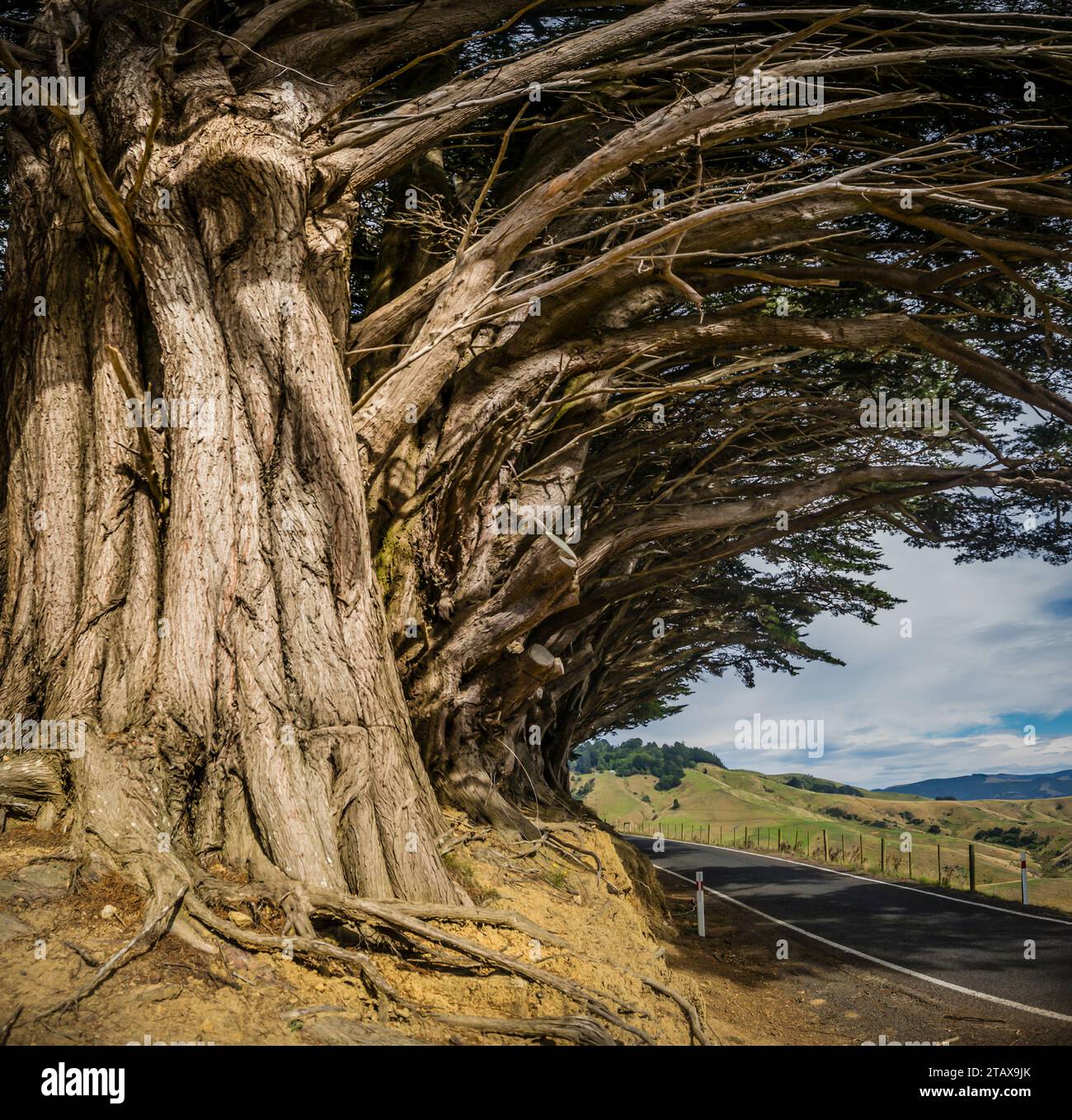 Avenue of Marcrocarpa Trees (Cupressus macrocarpa), Highcliff Road , Dunedin, Otago ,south