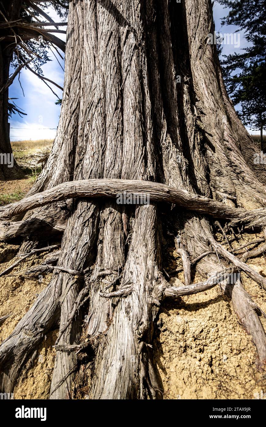 Marcrocarpa Trees (Cupressus macrocarpa), Highcliff Road , Dunedin, Otago ,south island, New