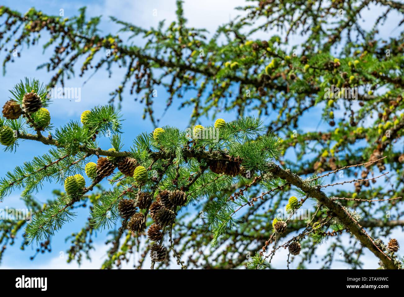 Developing cones on the branches of a Japanese Larch. Stock Photo