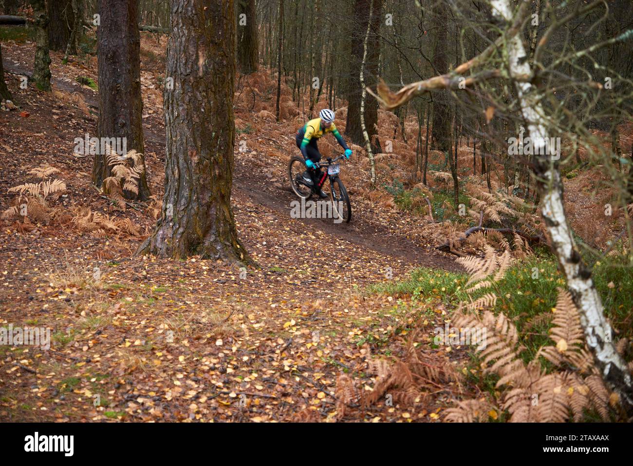 Riders in a XC Cross country race in a forest on a wet day Stock Photo