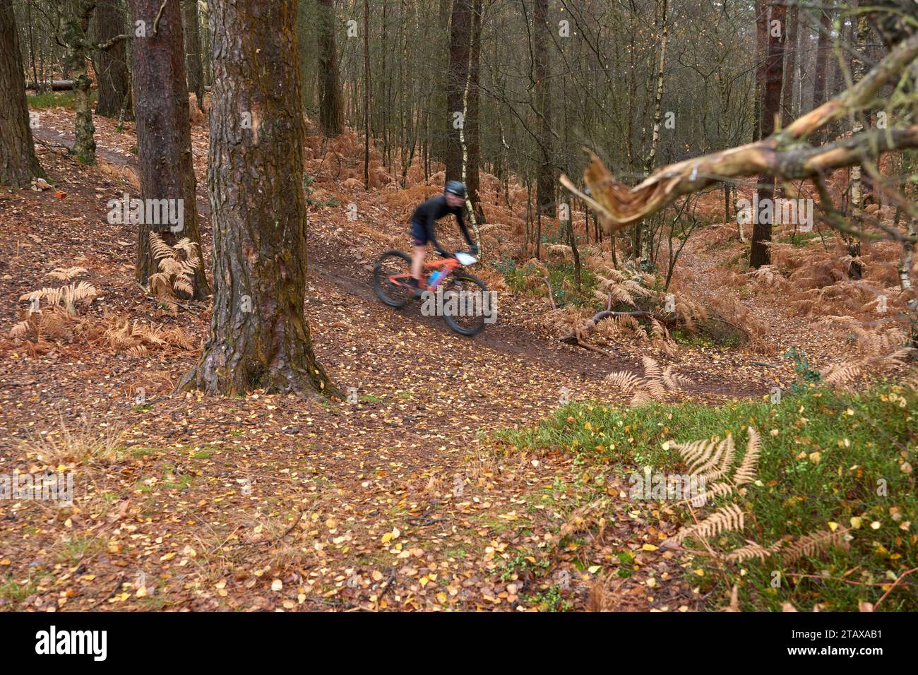 Rider in a XC Cross country race in a forest on a wet day Stock Photo