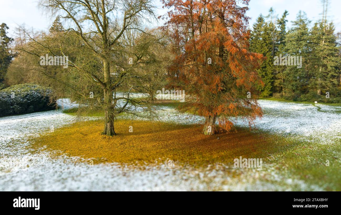 Large trees in beautiful hi-res stock photography and images - Alamy