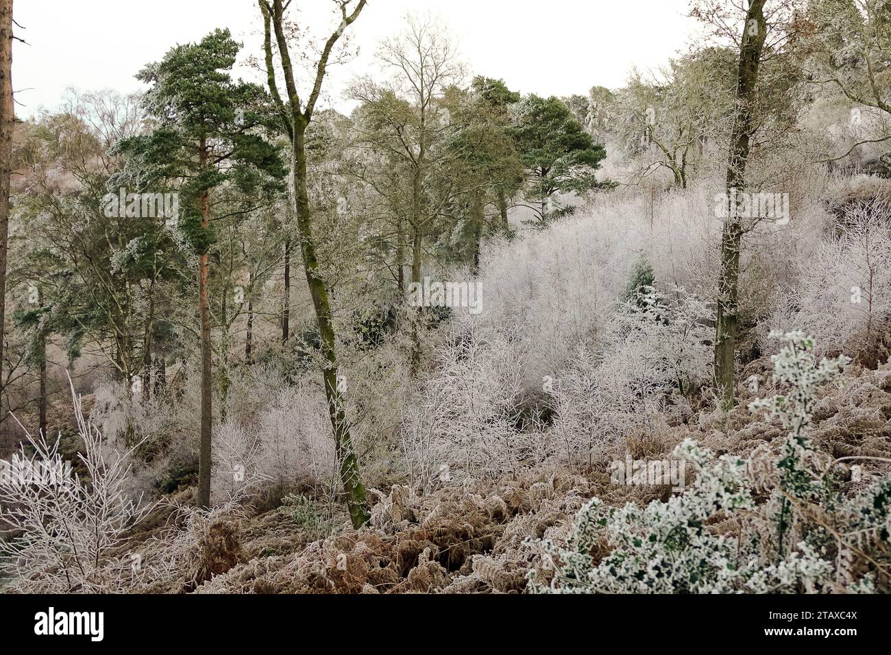 Portsmouth Road, Hindhead. 02nd December 2023. Freezing conditions at