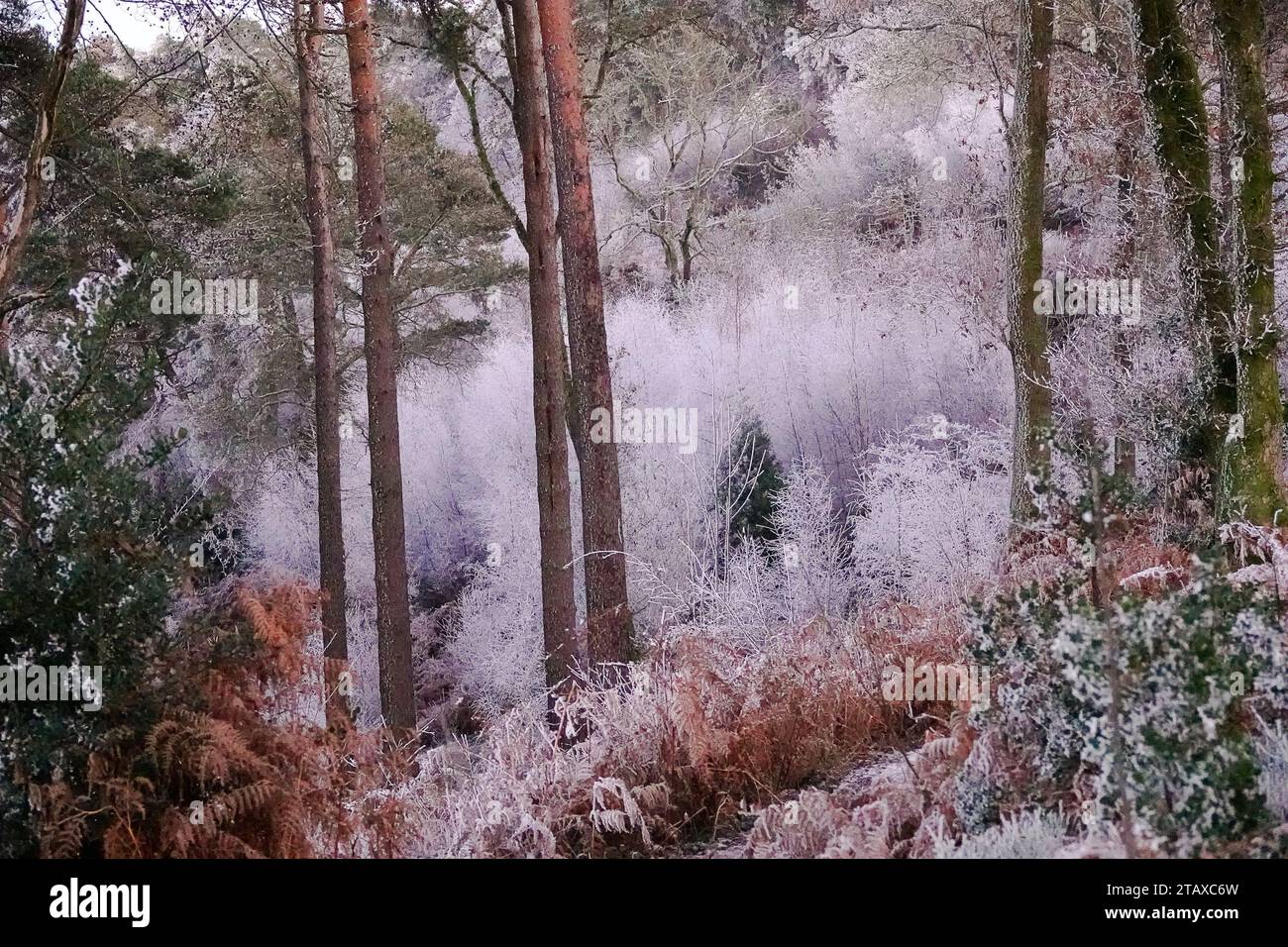 Portsmouth Road, Hindhead. 02nd December 2023. Freezing conditions at