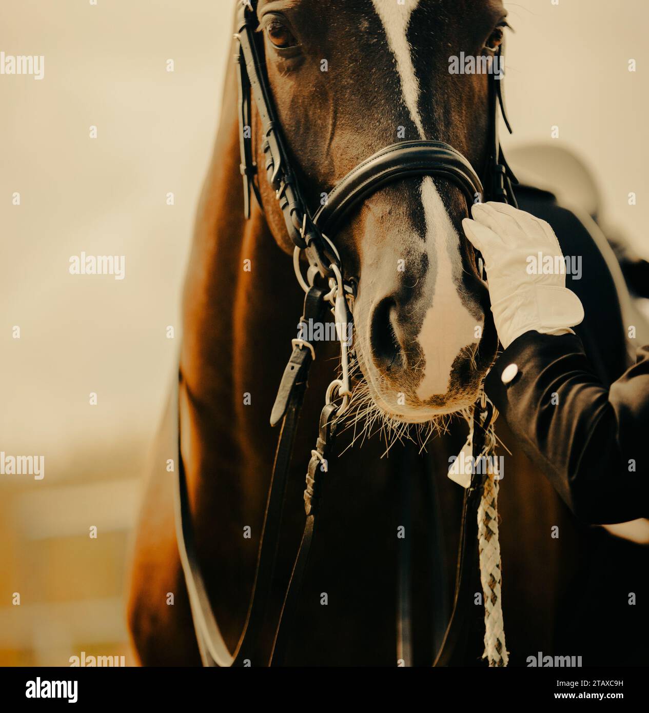Portrait of a bay horse, which the rider puts a leather bridle on its muzzle. Equestrian sports and sports equipment. Dressage. Stock Photo