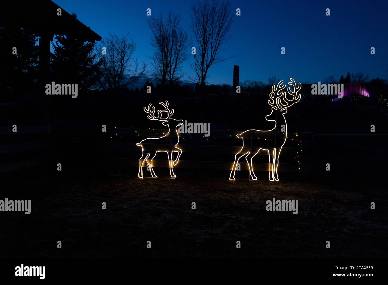 deers illuminated with christmas lights glowing in dark Stock Photo Alamy