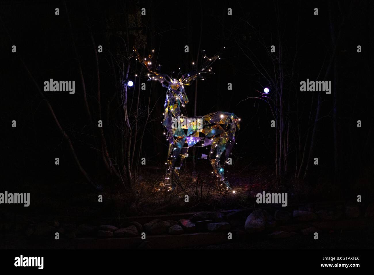 Deer in forest at night hi-res stock photography and images - Alamy