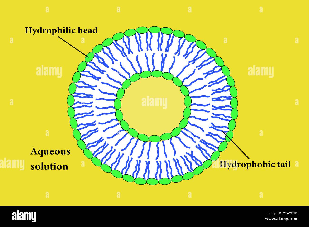 The Scheme of a liposome formed by phospholipids.Vector illustration. Stock Vector