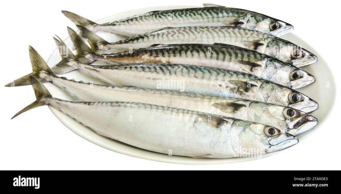 Atlantic mackerel freshly caught closeup Stock Photo