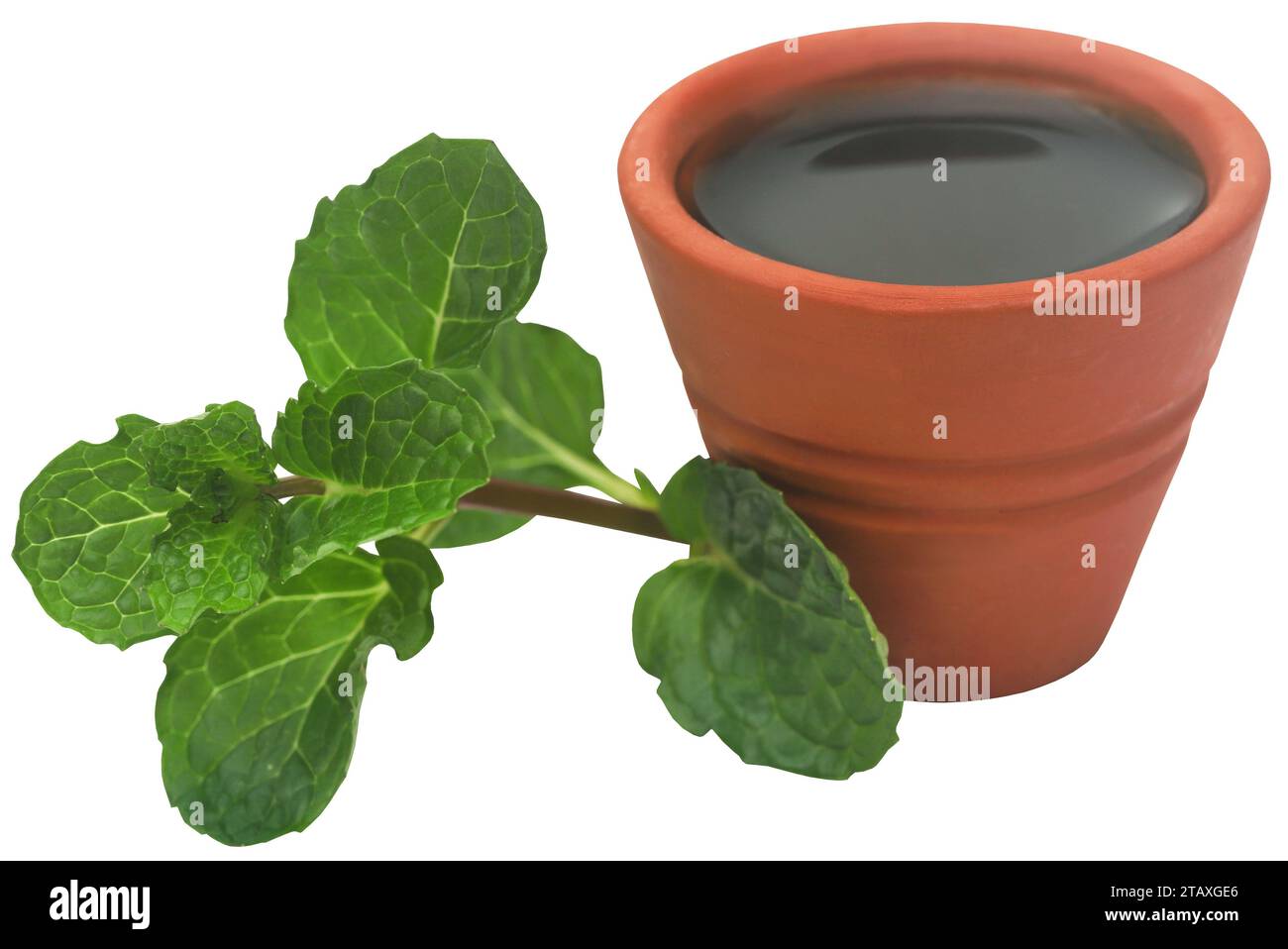 Mint leaves with extract in a clay pottery Stock Photo