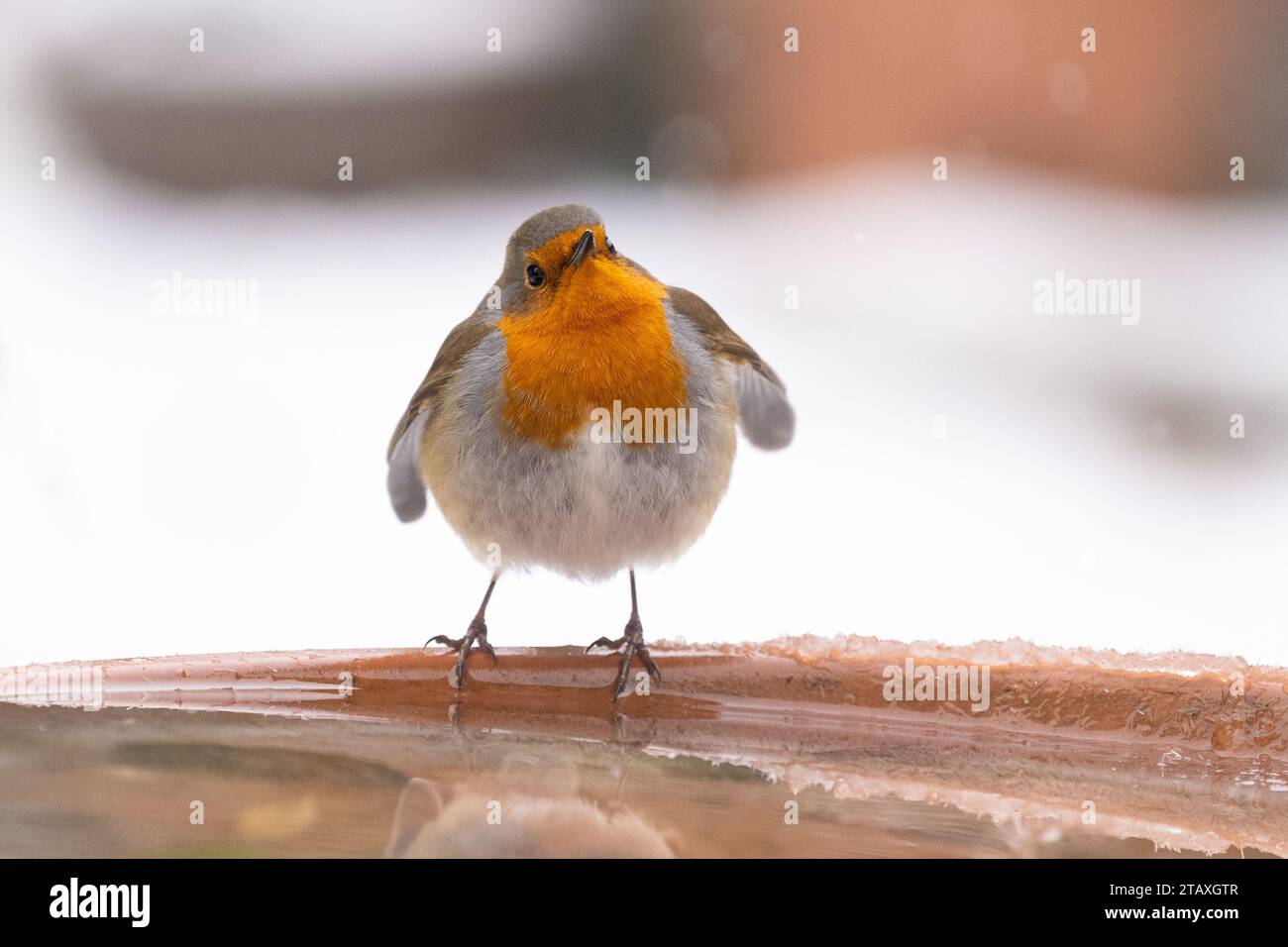 Robin bird drinking from de-iced bird bath in snow - Scotland, UK Stock Photo