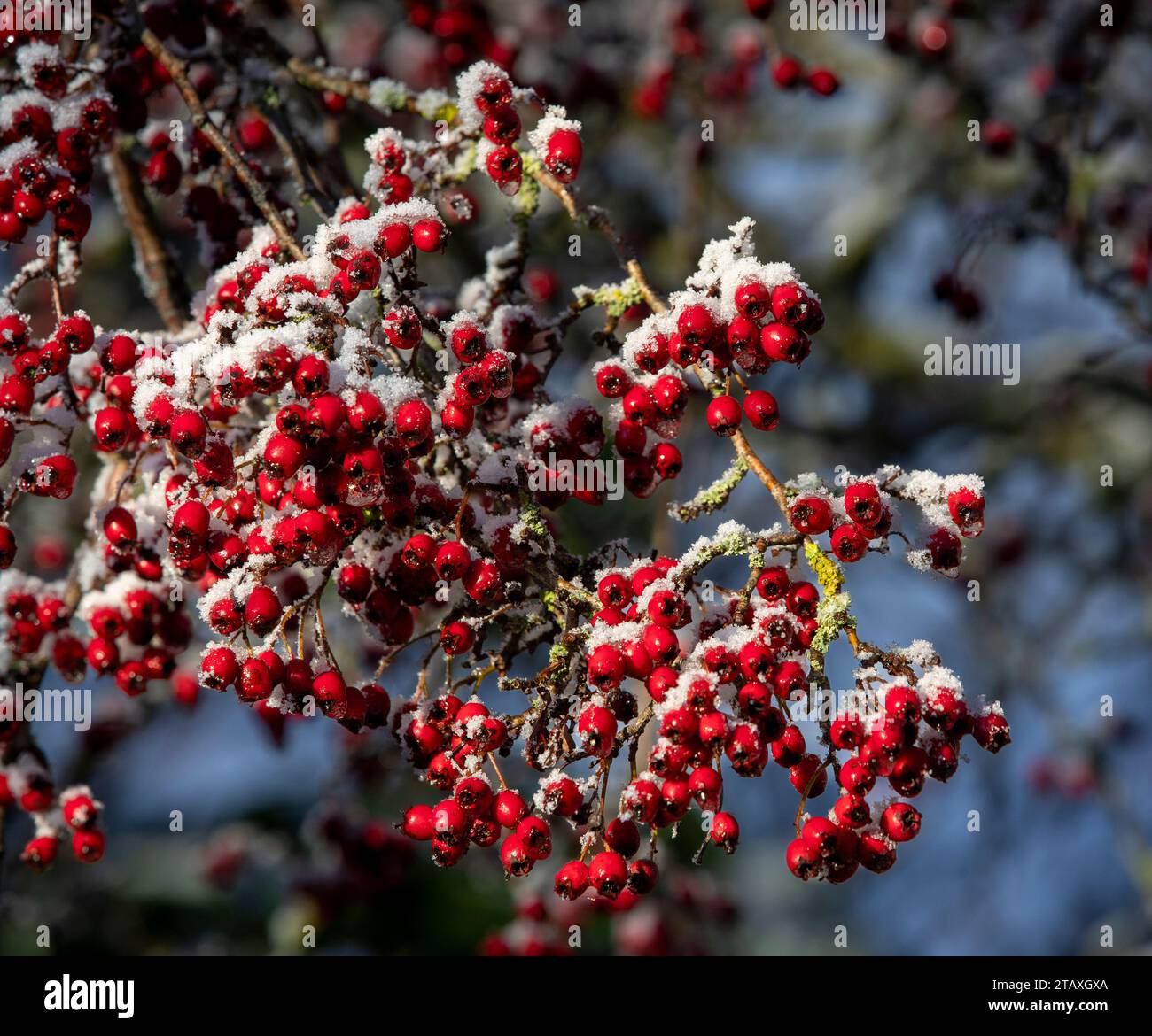 Red berries of hawthorn bush hi-res stock photography and images - Alamy