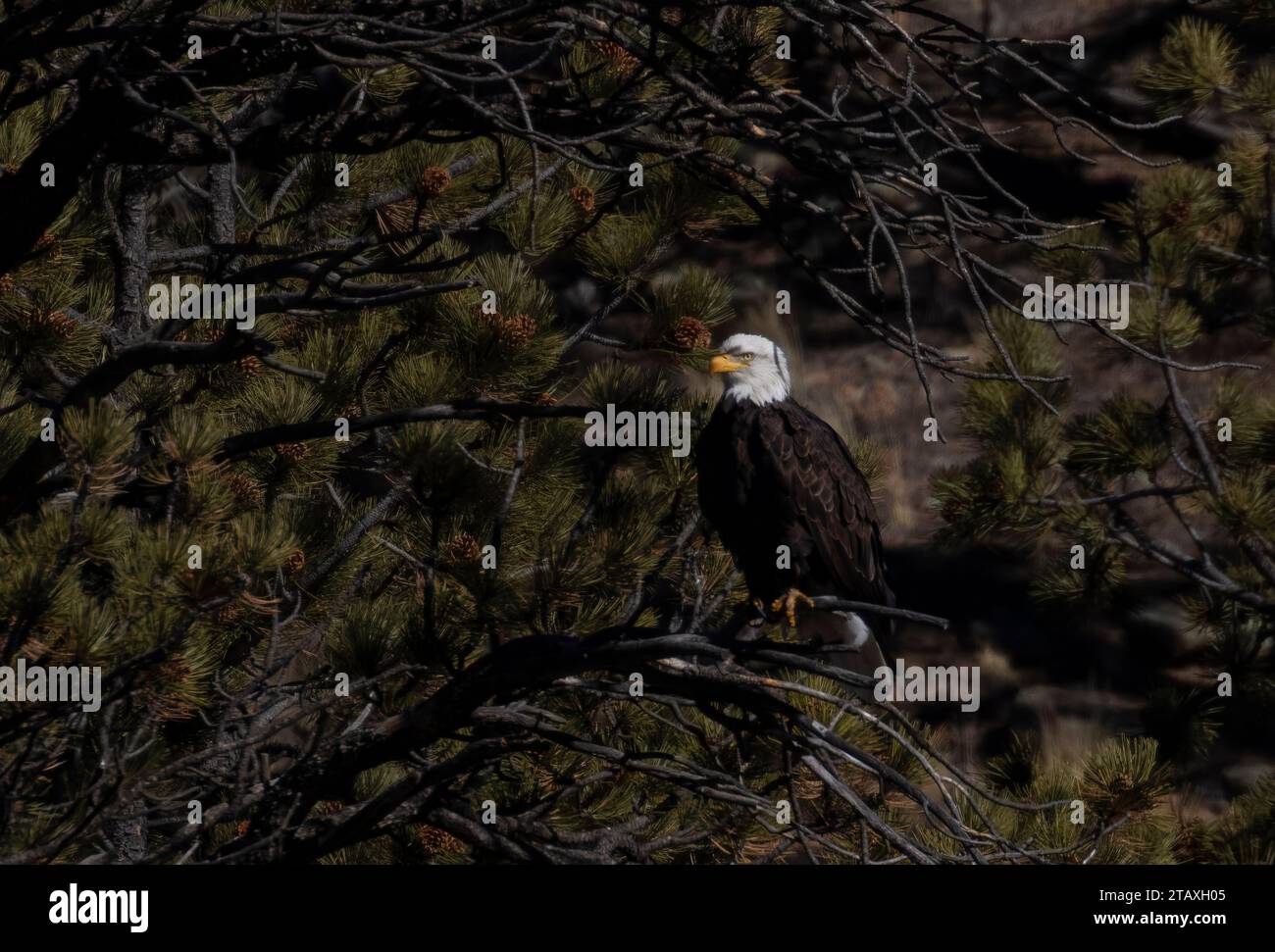 Bald eagle at Eleven Mile Canyon Colorado Stock Photo - Alamy