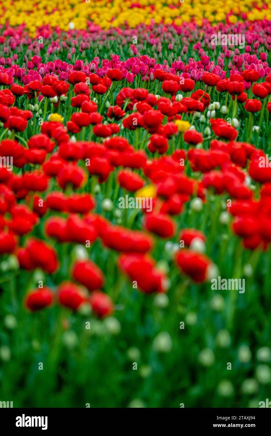 A field of red, pink and yellow tulips Stock Photo - Alamy