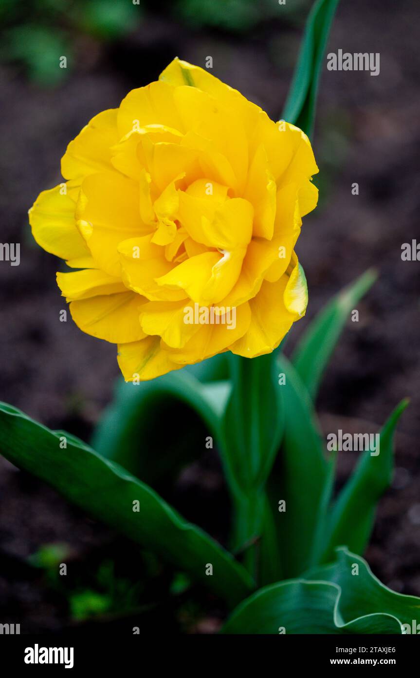 Top view of a yellow tulip Stock Photo - Alamy