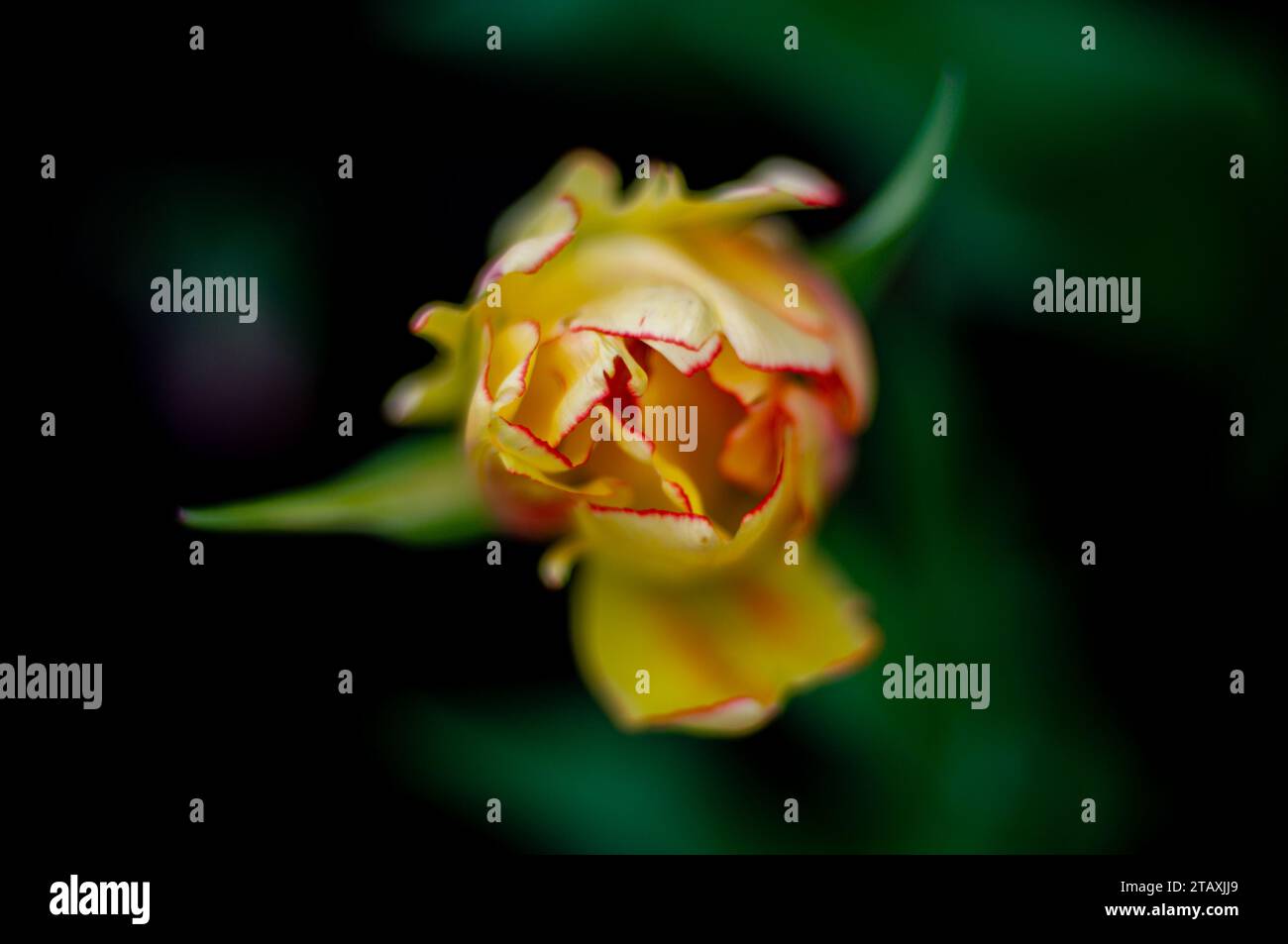 Macro top view of a yellow tulip over a black background Stock Photo ...