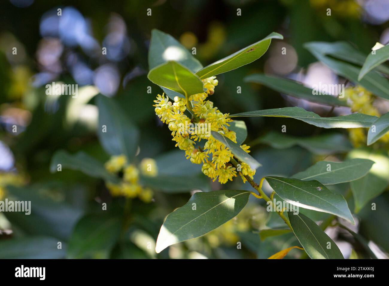 The laurel is noble with yellow flowers in spring. Greek laurel or ...