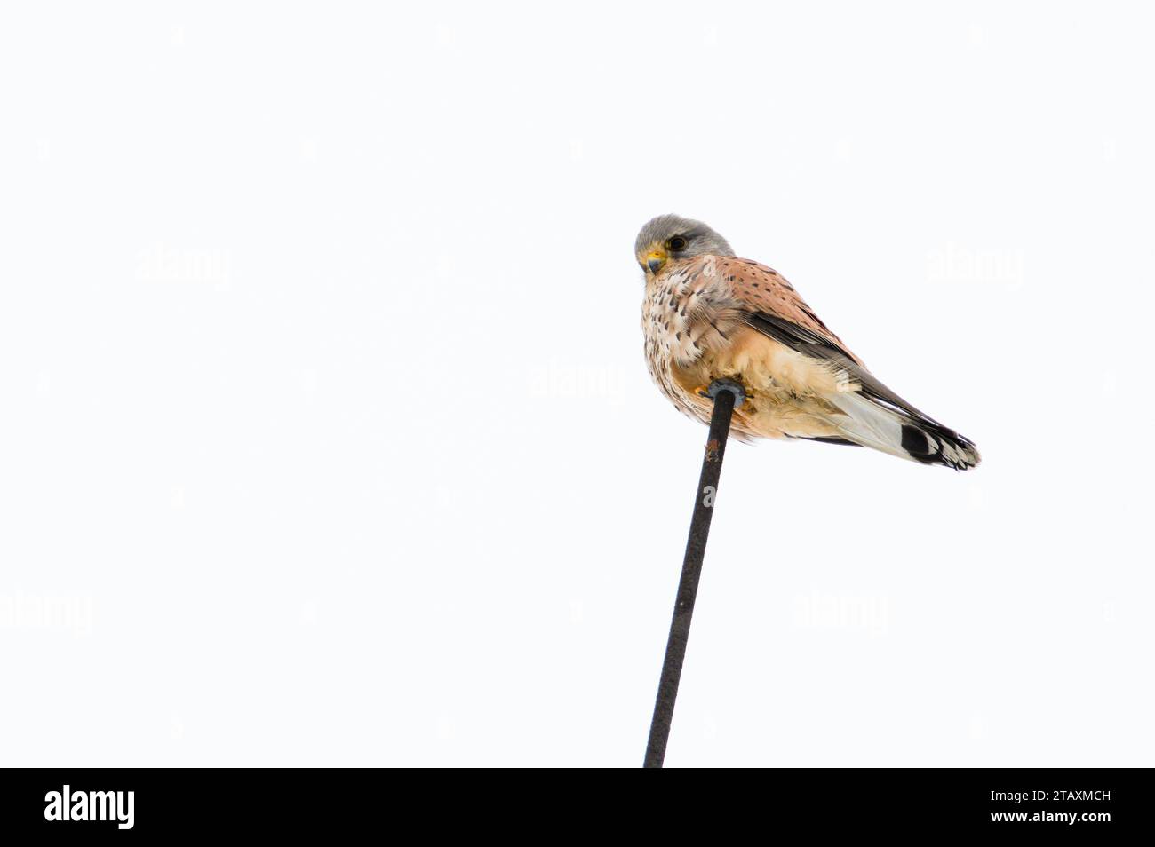 Falco tinnunculus aka common kestrel is sitting on the top of the residential building in winter. Very nice coloured bird of prey from Czech republic. Stock Photo
