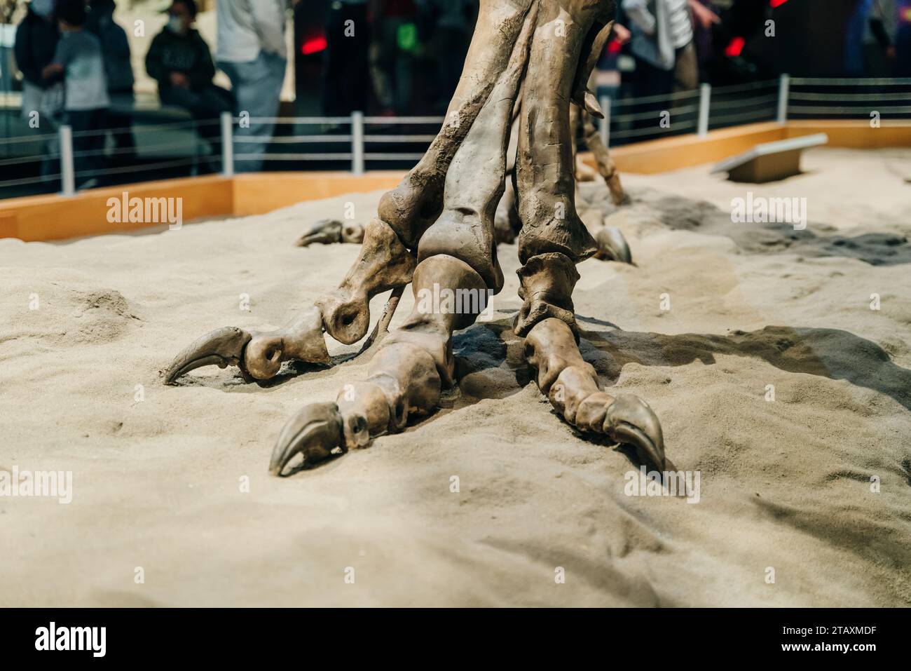 Dinosaur tyrannosaurus rex foot hires stock photography and images Alamy