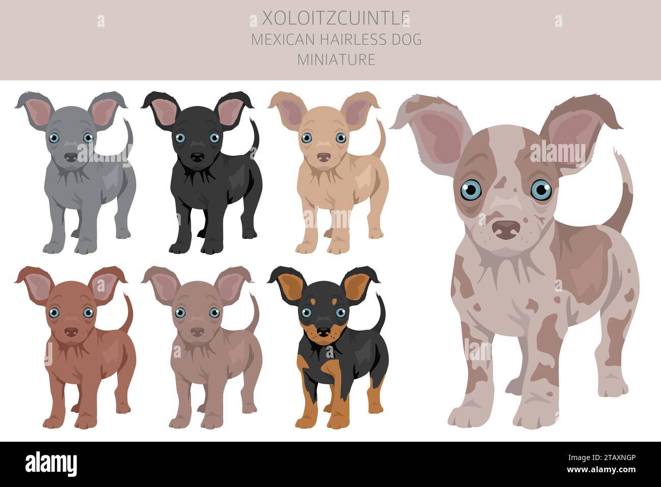 Xoloitzcuintle, Mexican hairless dog miniature puppy clipart. Different