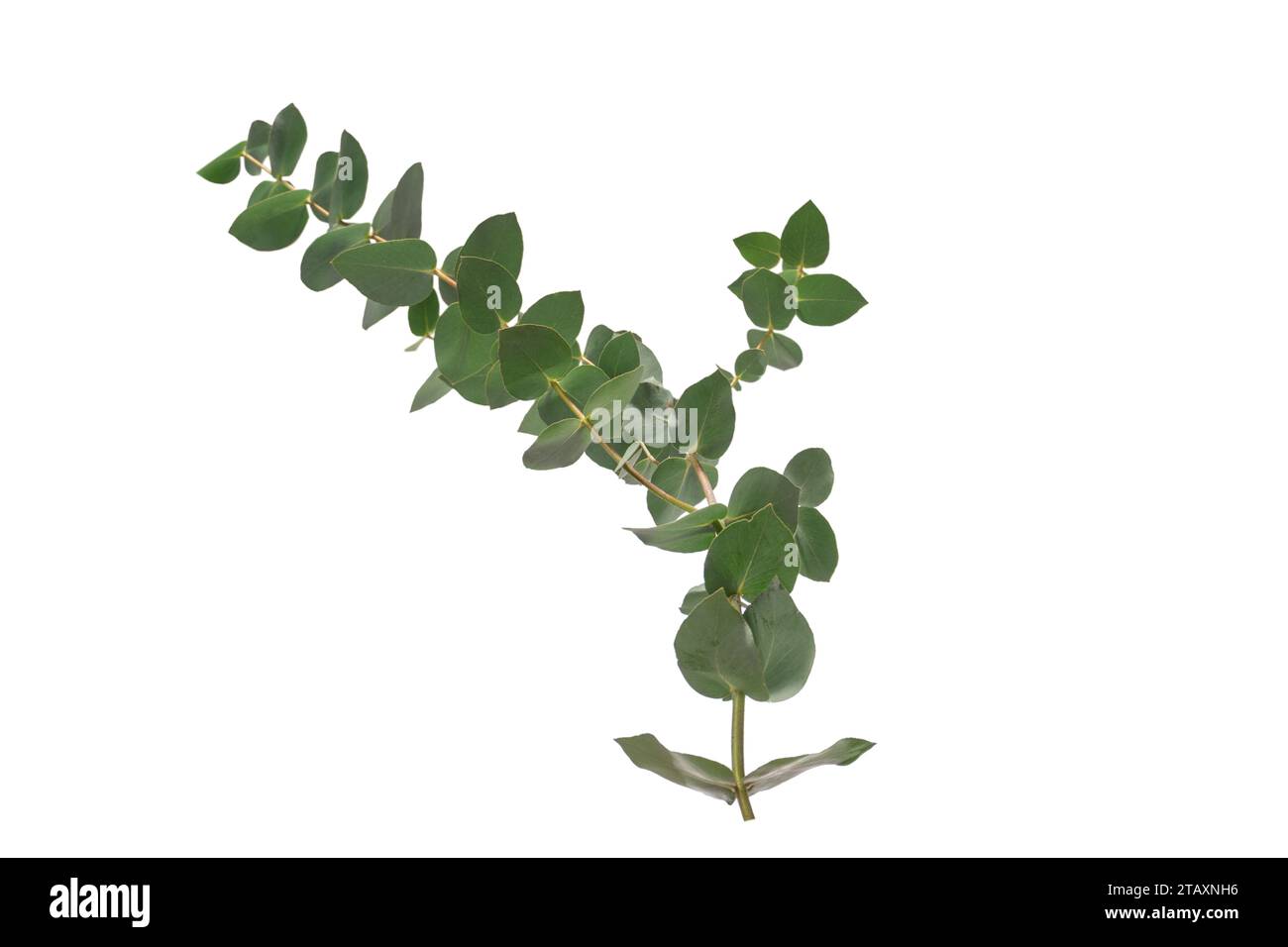 Fresh eucalyptus sprig isolated on a white background Stock Photo Alamy