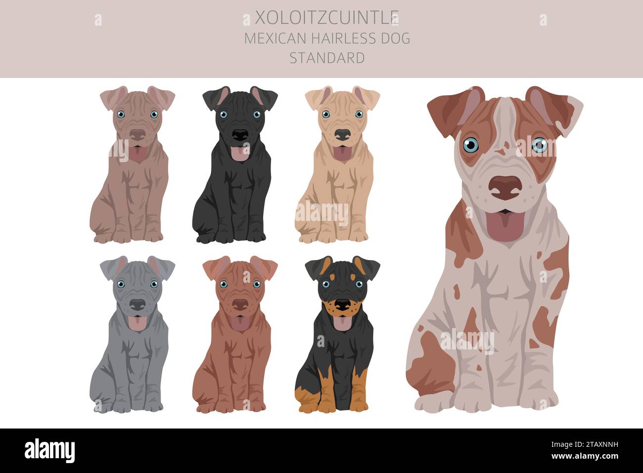 Xoloitzcuintle, Mexican hairless dog standard puppy clipart. Different