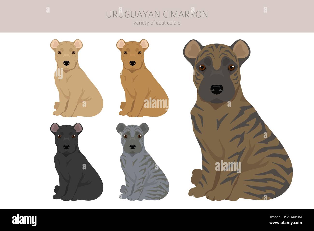 Uruguayan Cimarron puppy clipart. All coat colors set.  All dog breeds characteristics infographic. Vector illustration Stock Vector