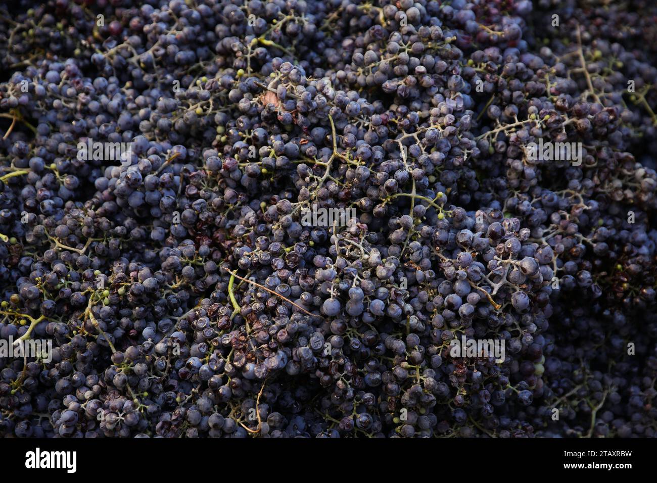 Red green grapes harvesting hi-res stock photography and images - Alamy