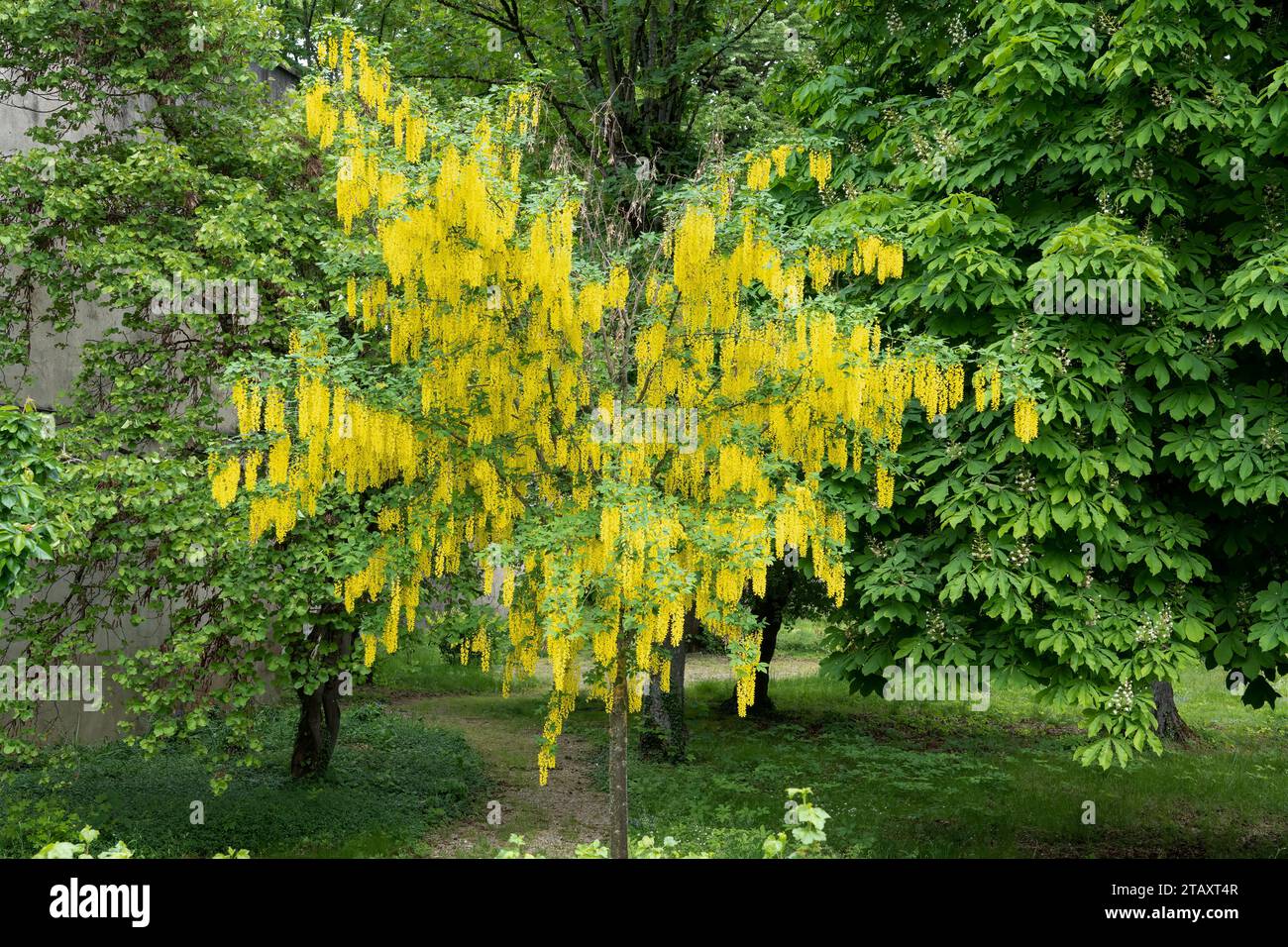 Laburnum x watereri 'Vossii' Goldenchain Tree in yellow flowered