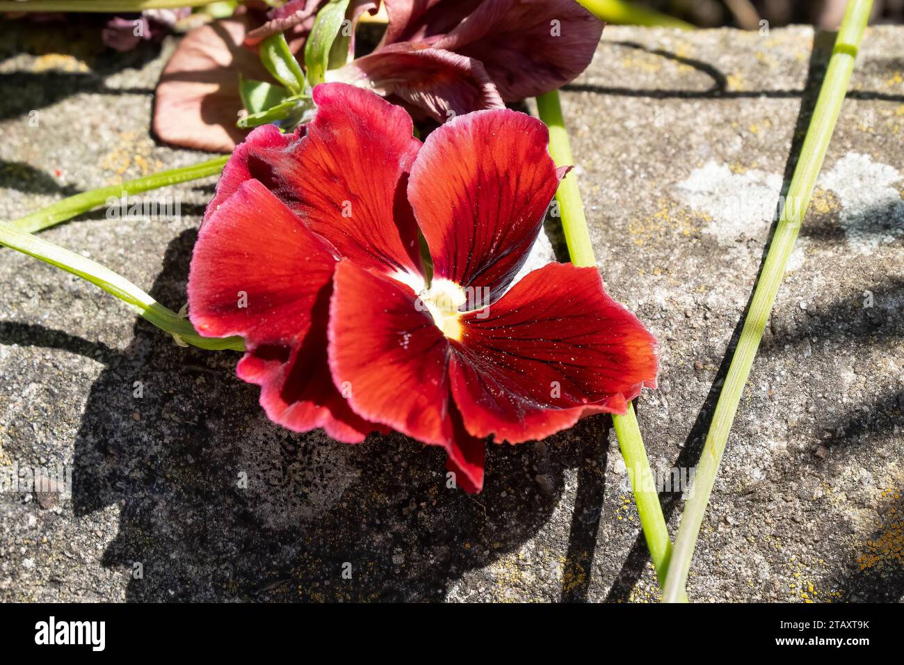 close up of beautiful spring flowering Red Pansies (Viola tricolor var. hortensis) Stock Photo