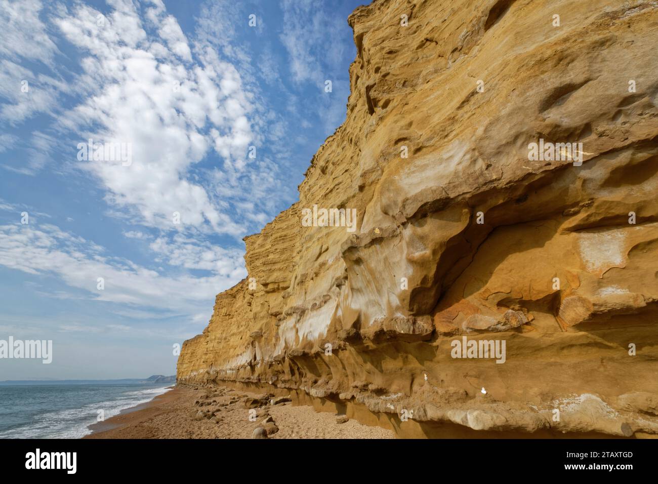 Eroded yellow sandstone cliffs of Burton cliff above Hive Beach, Burton Bradstock, Dorset, UK, August 2023. Stock Photo