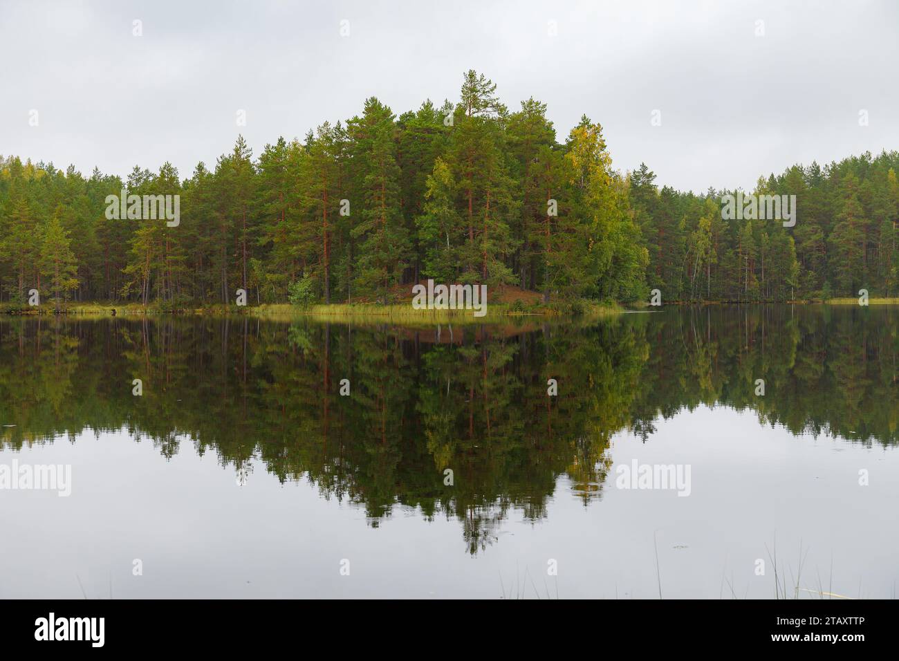 Boreal coniferous forest horizontal hi-res stock photography and images ...